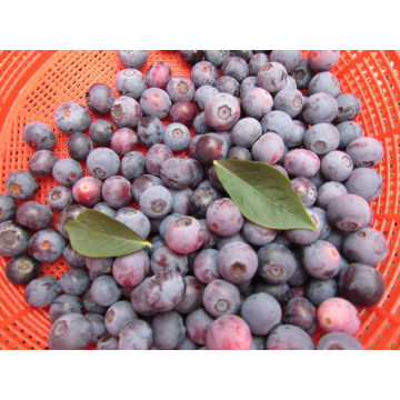 IQF Congelación / Liofilizado Orgánico Blueberry Zl-001 5